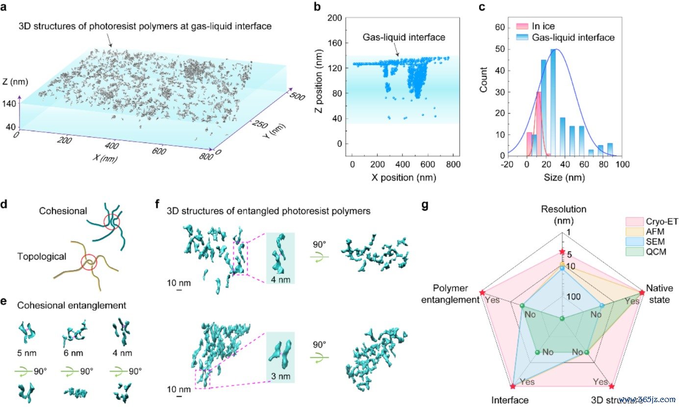 光刻胶高分子的界面分布、三维结构及缠结方式。北京大学供图